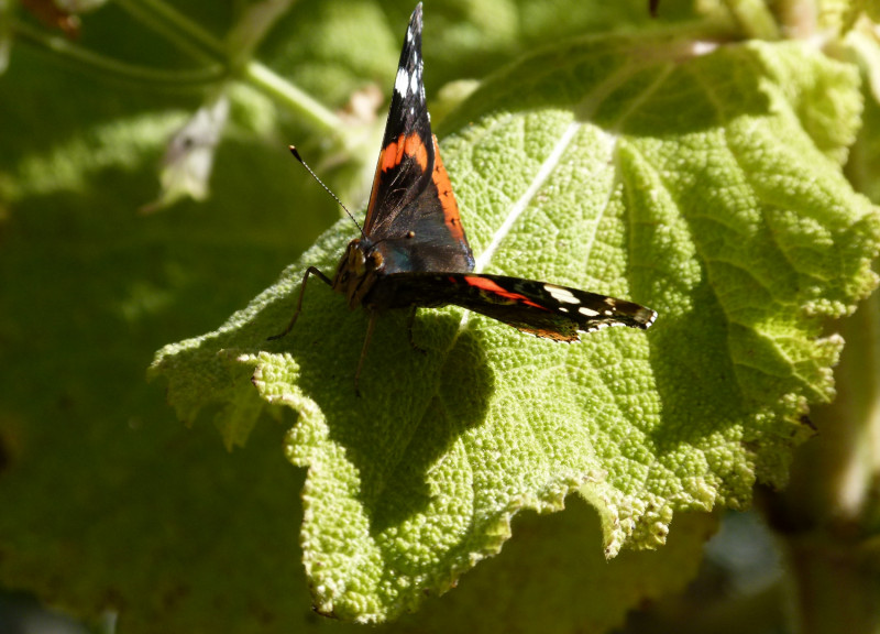 Schmetterling_Spandau_Sybille_Bach