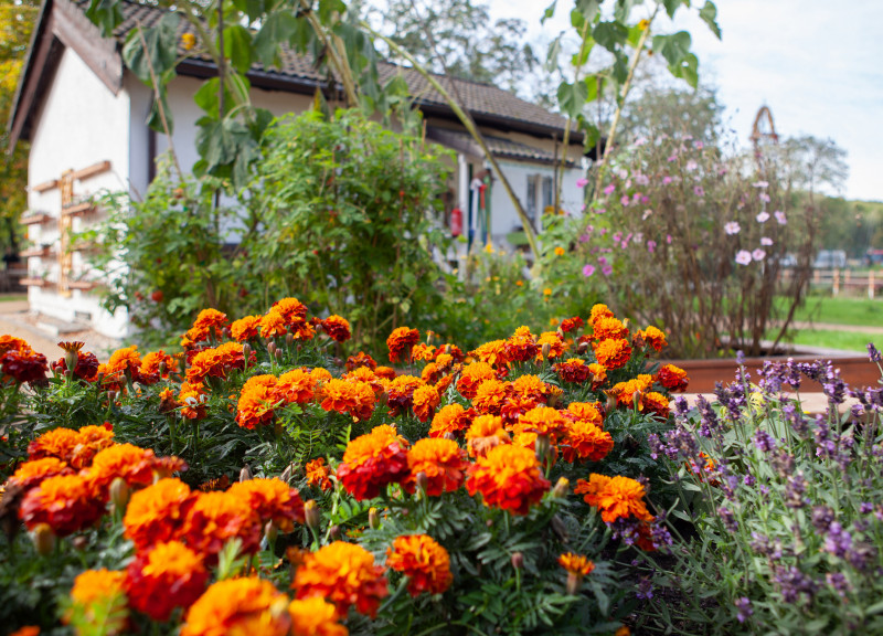 Blumen_Naturschutzstation_Hahneberg_Spandau_c_S_Kühn