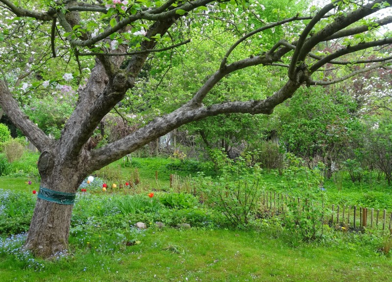 Essbarer_Garten_Kladow_Spandau_Baum