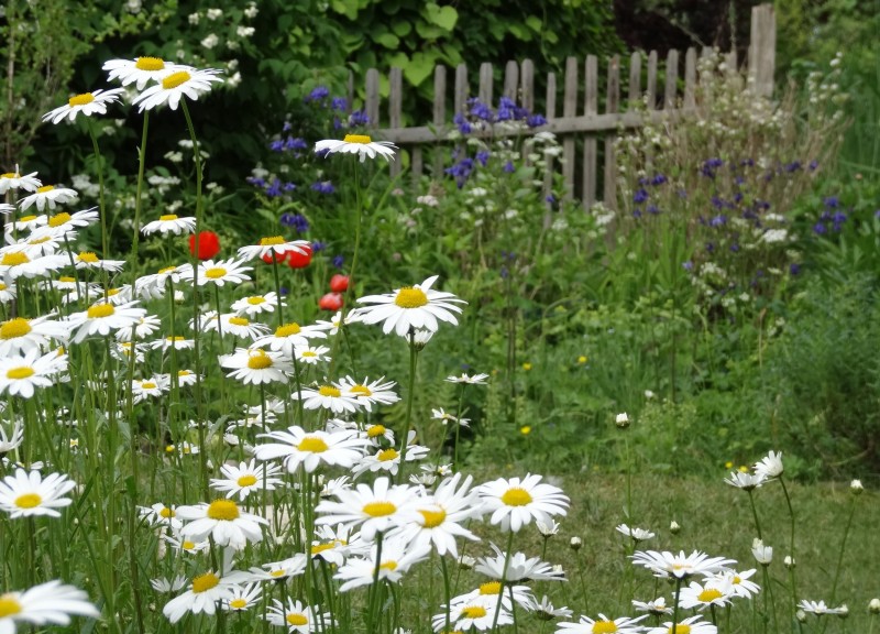 Essbarer_Garten_Kladow_Spandau_Beet3_Katja_Gurkasch