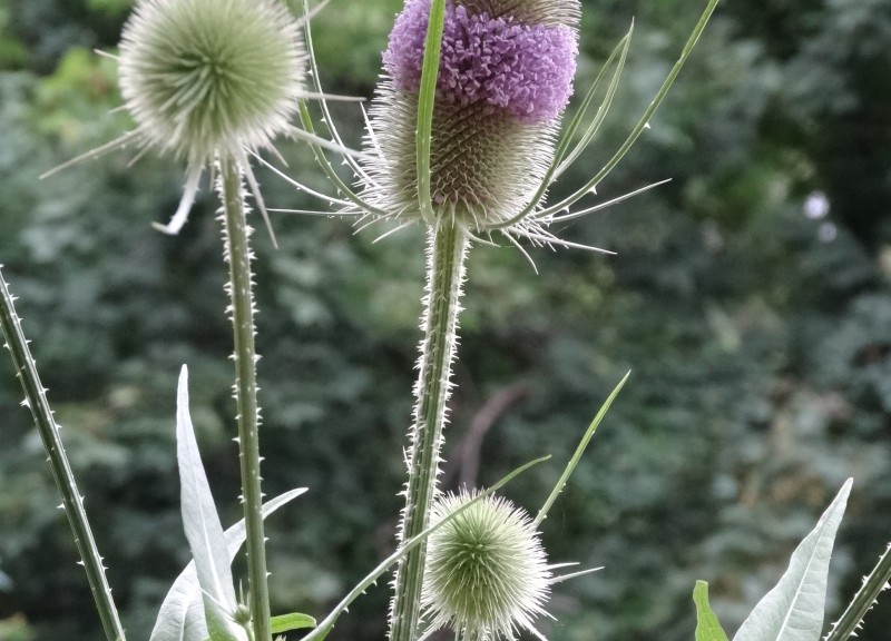 Essbarer_Garten_Kladow_Spandau_Pflanze_Katja_Gurkasch