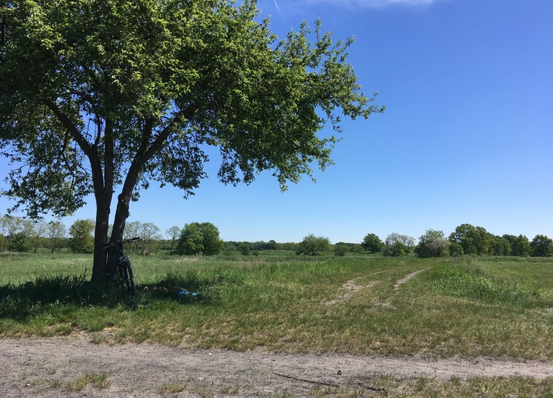 Rieselfelder Baum