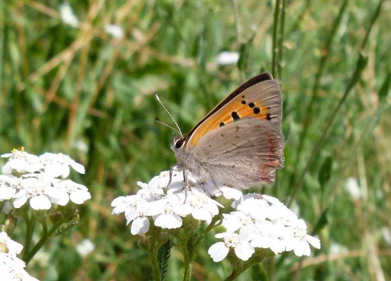 Schafgarbe_Schmetterling_Spandau_Sybille_Bach