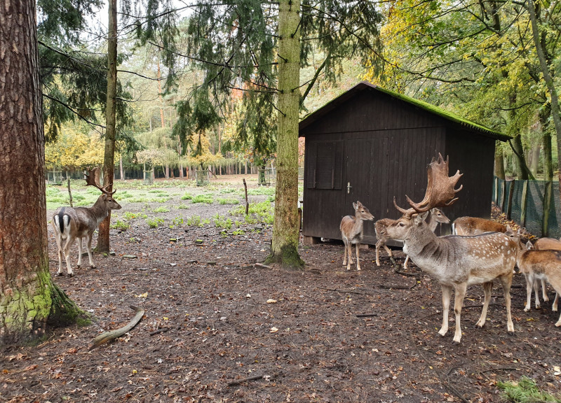 Spandauer Forst (c) Claudia Schwaier