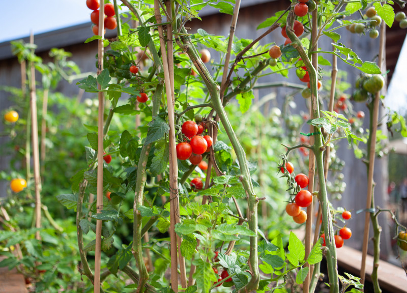 Tomaten_Naturschutzstation_Hahneberg_Spandau_c_S_Kühn